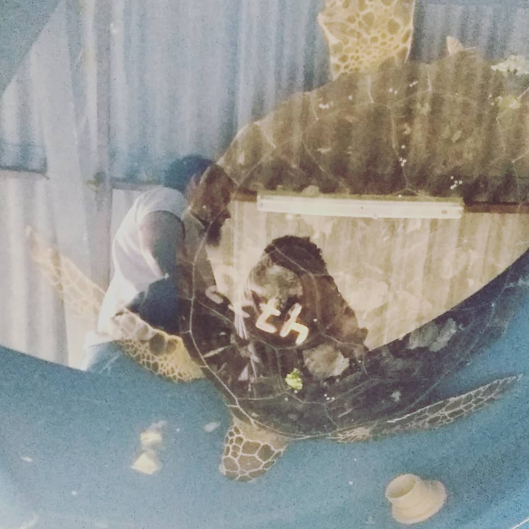 Tartaruga marinha nadando - Frame do documentário sobre o Instituto GREMAR produzido pela Grão para o Sesc Sorocaba